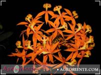 : Epidendrum ibaguense